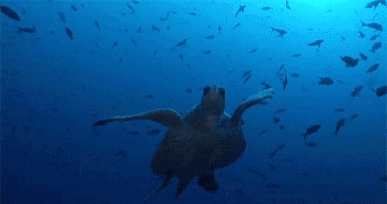 387_204gif 动态图 动图