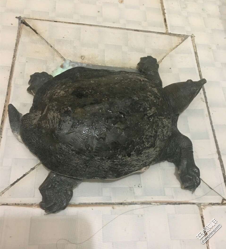 捡了一只甲鱼,听说马路边的甲鱼不能捡,这是为什么呢?