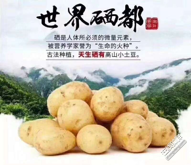 恩施高山富硒小土豆煎炸蒸煮都行咋弄都好吃