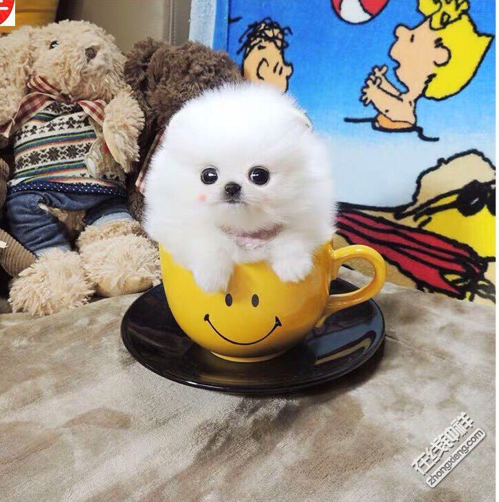 谁知道钟祥哪有卖茶杯犬的