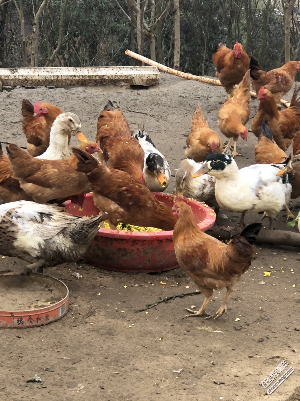 散养鸡鸭鹅低价出售玉米南瓜野菜喂养量大可送