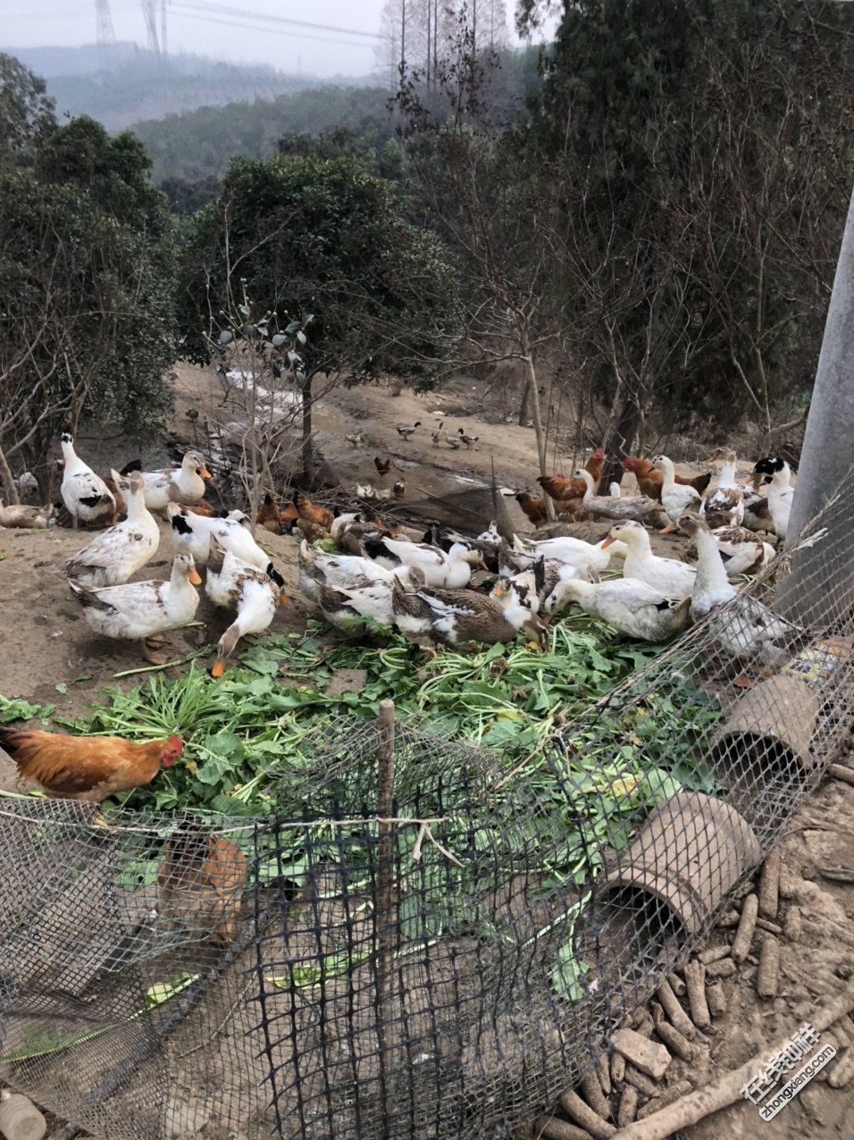 散养鸡鸭鹅低价出售玉米南瓜野菜喂养量大可送