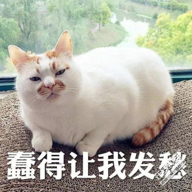 猫咪不是万能的板蓝根,也不是你抵御病毒的防护盾.