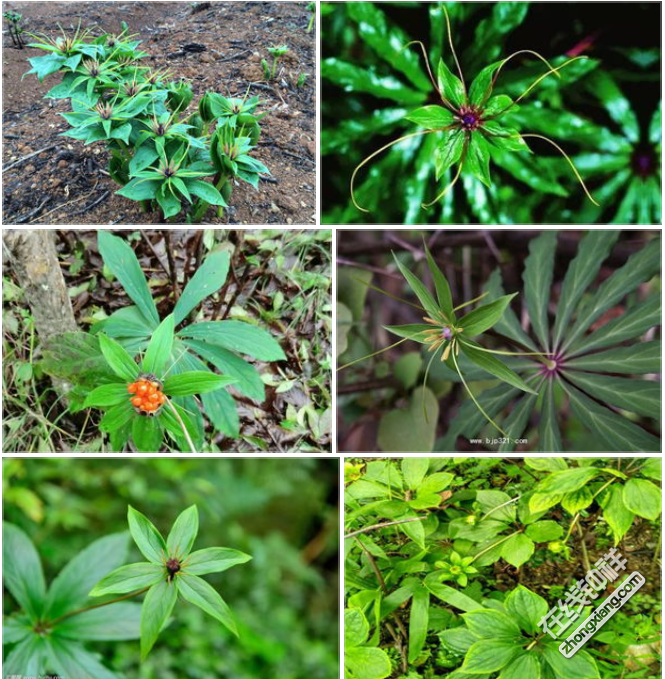 悬崖峭壁天然药材.九莲子对各种炎症清热解毒消炎,上