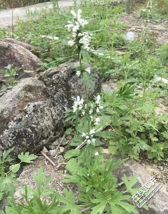 这种野菜叫"益母草",全身都是宝