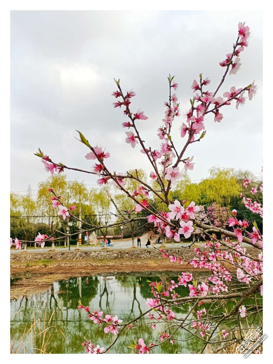 美丽莫愁湖,三月桃花开!