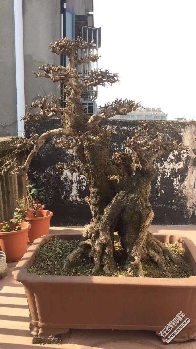 对节白蜡盆景