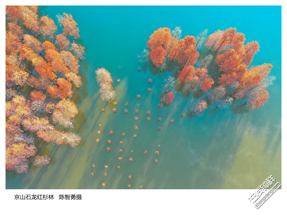 京山石龙红杉林   陈智勇摄_副本.jpg