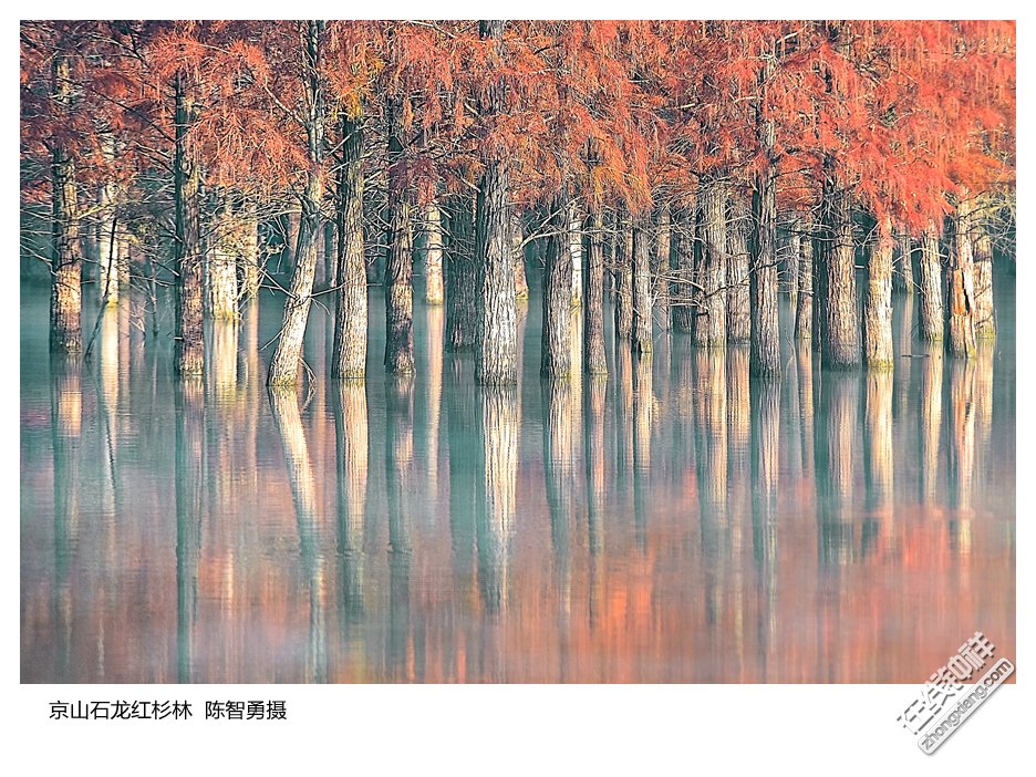 京山石龙红杉林03   陈智勇摄_副本.jpg