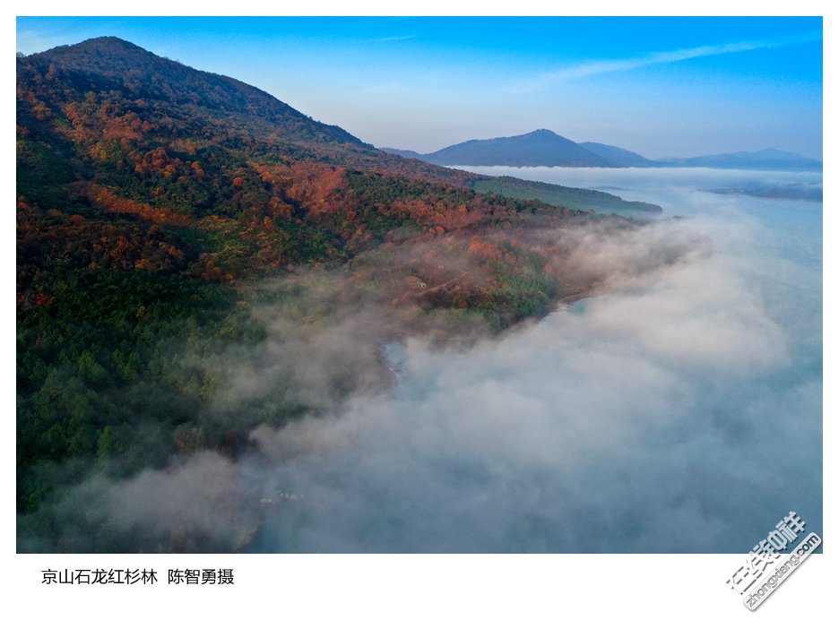 京山石龙红杉林08  陈智勇摄_副本.jpg