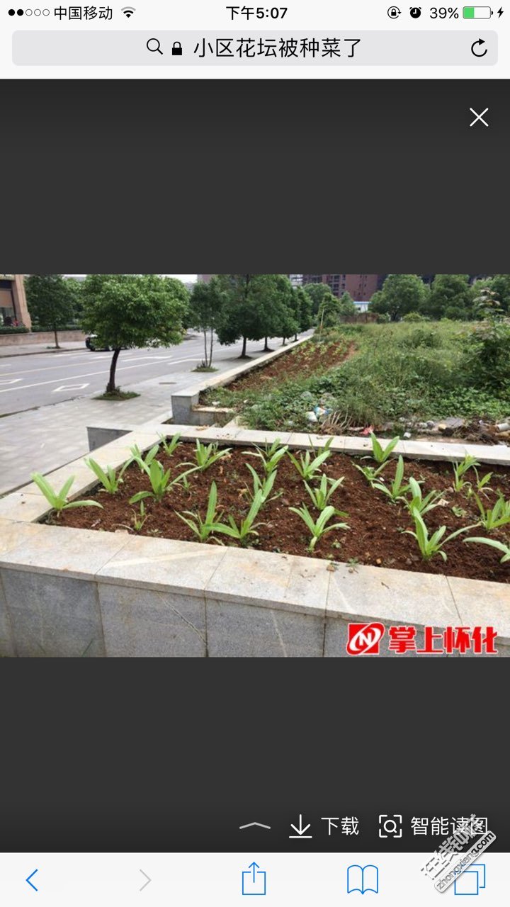 鍾祥某小區花壇變成菜園子了